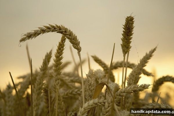 让球盘平台玩家必读：退款政策与提款顺畅的全方位指南